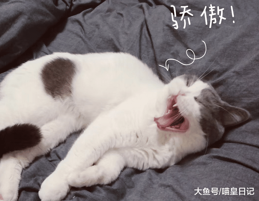 为何活泼的猫咪会突然变安静？绝育只是一方面，更重要的还是成熟