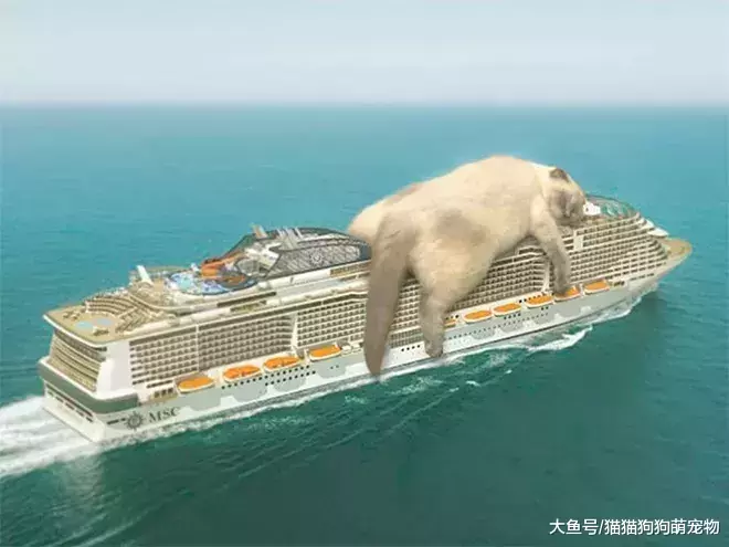 假如巨猫占领城市