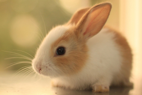 有些兔主人的兔子会发臭，那是你养的方式不对，你知道该注意什么吗？