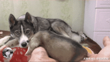 二哈生完宝宝才5天，奶狗就被主人拿来玩，狗：玩够了没？