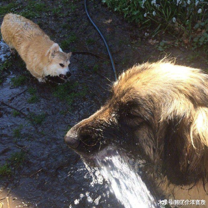 不养只二哈你永远不知道血压能飙多高