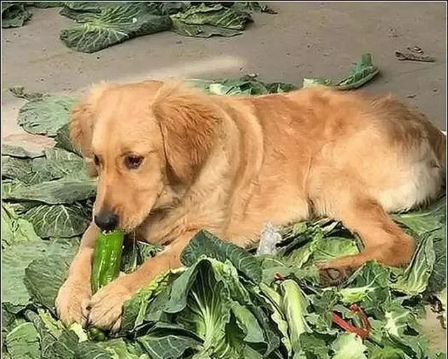 金毛走丢一个月，男主意外在菜市场找到它，走近一看瞬间心疼落泪