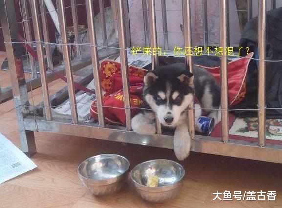 眼见为实，耳听为虚，简直是蠢出天际的二哈，是在下输了