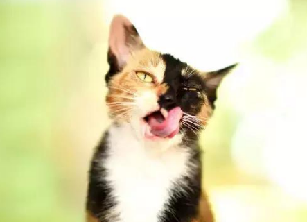 猫咪便秘是哪些原因造成的？便秘应该如何处理好得快？