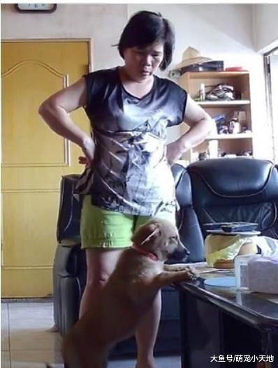 在沙发乱大便，婆婆插腰训话，汪眼神死抗议：你坏坏对我太凶了