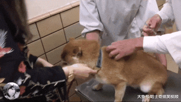 柴犬生病打针，因为太紧张咬了主人手掌，宠主：像个孩子