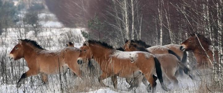 人类的事故重灾区，成了野生动物们的温床