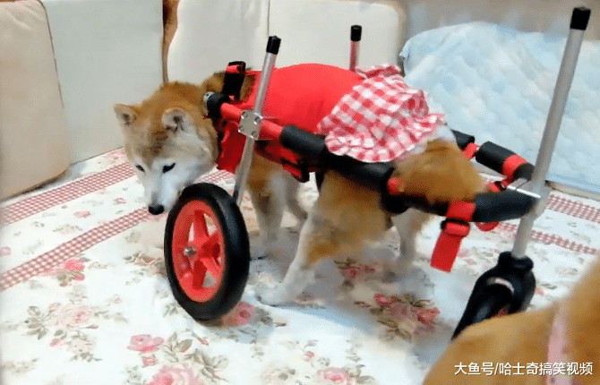 柴犬“夫妻”15岁了，装上轮子后不停转圈圈，主人也笑翻了