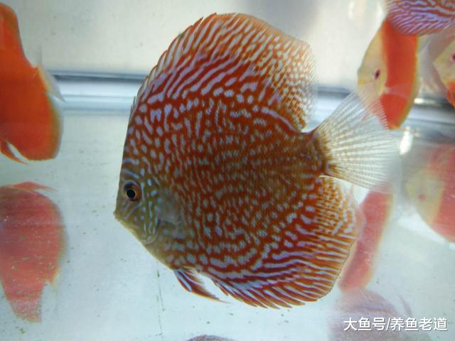 不熟悉觀賞魚的進食特點和喜好，就敢說自己會喂魚？
