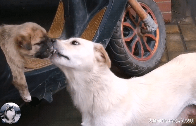 流浪狗追出几百米，送别自己的宝宝，可惜妈妈保护不了你