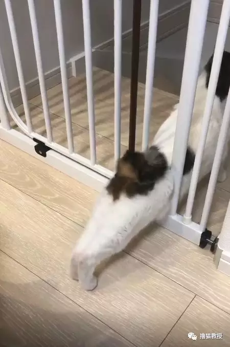 谁说的头过身体就能过？这些猫被骗得好惨！