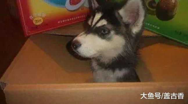 哈士奇只会闯祸？这只二哈偷溜出门后，叼着金项链回来，发财了！