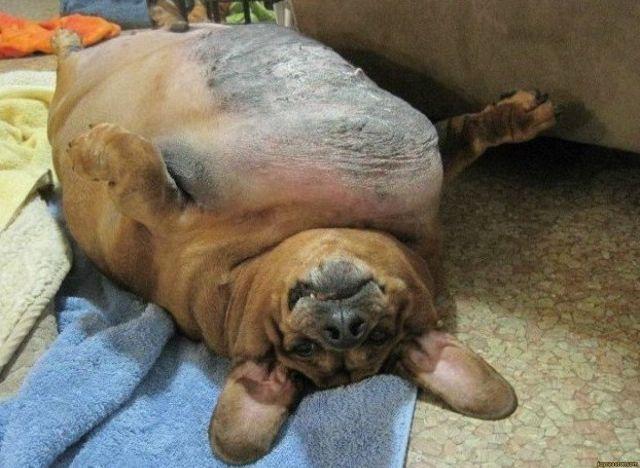 都快2020年了，还有主人用这些陋习养狗，是有多讨厌狗狗？