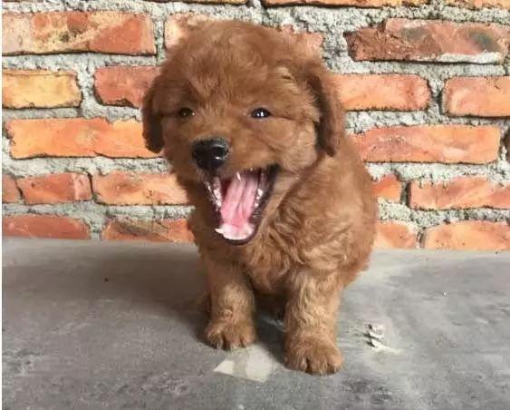 金毛惨遭泰迪的毒手, 生了一窝小宝宝, 给主人带来了不少的烦恼