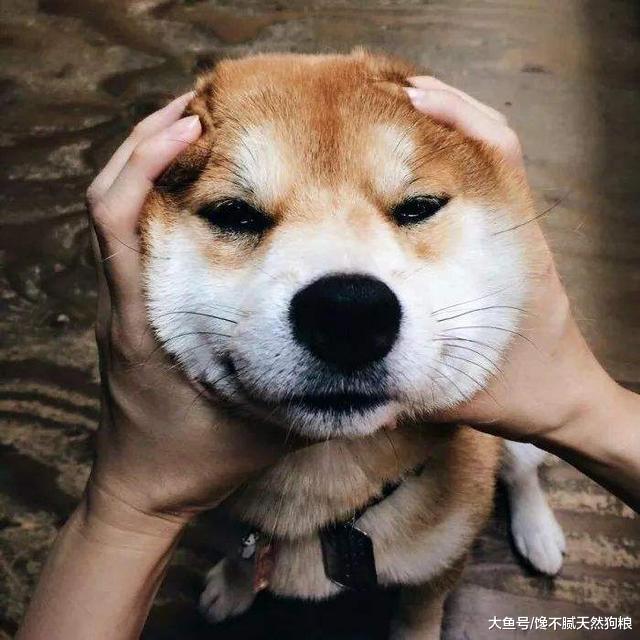 4种能和哈士奇比傻的狗，果然世界大了，什么都有