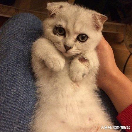 我家貓主子得了貓癬，該怎么辦？