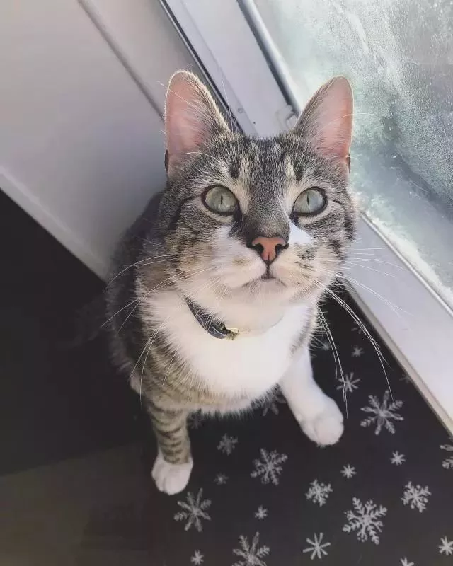 自己养的猫随便摸？不，撸猫也要讲究方法，不然就是在消耗信任度