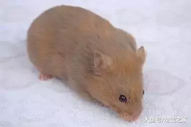 一文带你走进仓鼠世界: 仓鼠种类之叙利亚仓鼠(下)