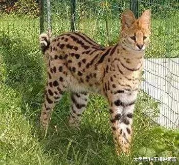 2019年世界上最贵的猫排行榜，都是人民币的香味