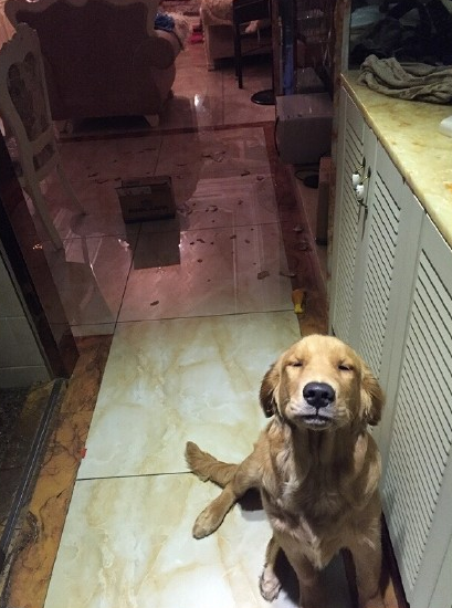 拆家金毛一脸享受, 这表情没谁了, 打还是不打!