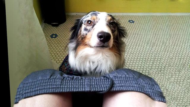 狗狗变成跟屁虫，一直跟着主人走？你有没有想过这是为什么吗