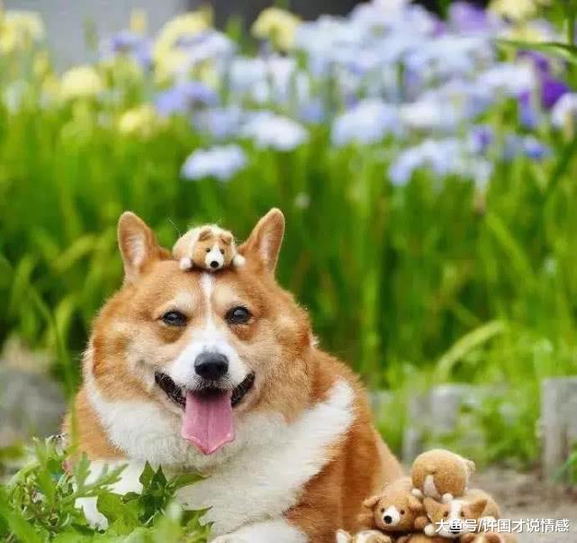 狗狗掉毛主人脑洞大开，将毛编成小奶狗后，感叹主人的心灵手巧！