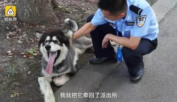 当初好心帮忙收留走失雪橇犬，2天后崩溃大哭：主人你到底在哪？