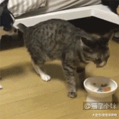 当猫盯着人吃东西时，它在想什么？