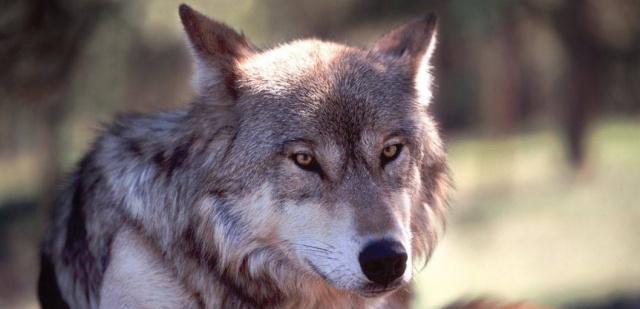 俗语：“狼怕举，狗怕摸”，啥意思？蕴含着老祖宗的大智慧