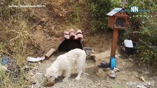 又一只忠犬八公！主人因车祸去世，忠犬守出事地两年不肯离去