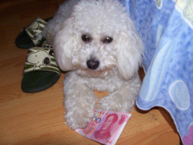 好心捡流浪狗回家, 结果狗狗太聪明, 竟帮女主找私房钱报恩!