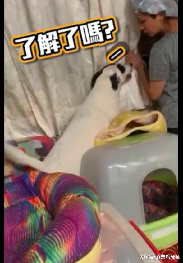 楼下有人在吵架，狗狗和主人一起趴在窗台上听，真是八卦啊！