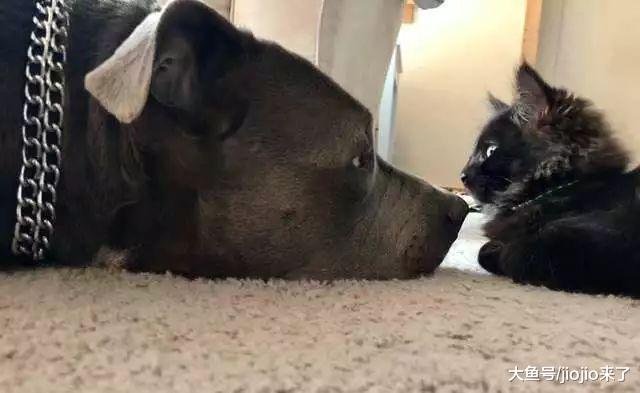 猛犬比特“爱”上了一只猫……理由只因它们的身世都如此可怜！
