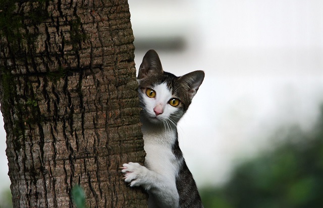 猫有了，但房间乱了，无法忍受的铲屎官该怎么办