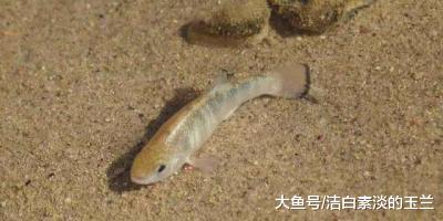 世界上生命力最顽强的鱼，生活在沙漠5万年，至今没有灭亡！