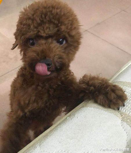 主人将泰迪犬留在家中，只为其留下了狗粮和水，它已经不成样子了