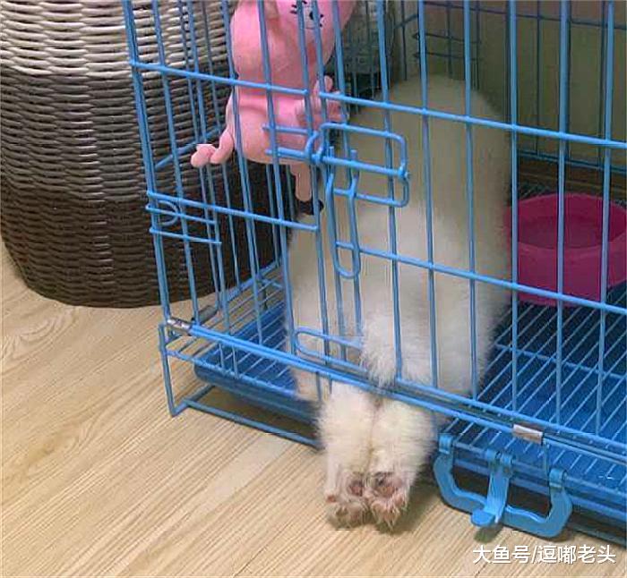 小时候的萨摩耶，既萌又乖巧，我的手机相册里只有它