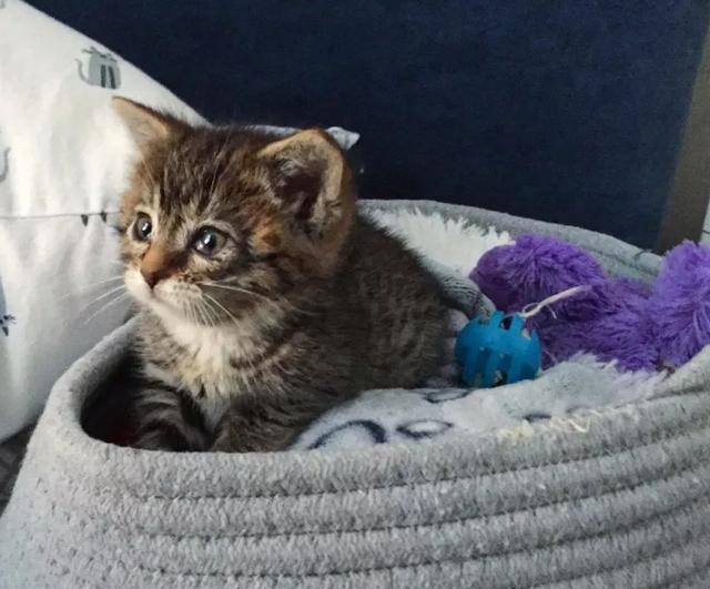 猫妈妈抛弃刚出生不久的“失明”小猫，幸遇爱心铲屎官而重获新生