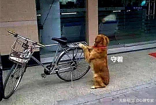 大妈带金毛去取钱，自行车忘了锁，随后出来看到感动的画面