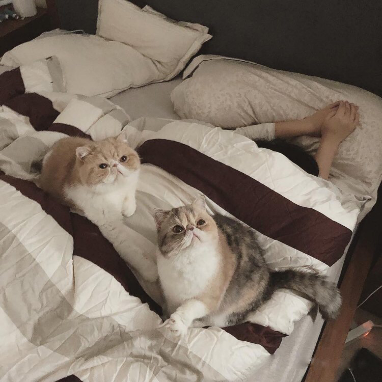 网友说她每天都是被加菲猫这样叫醒的！太暖心了，养猫就养加菲猫