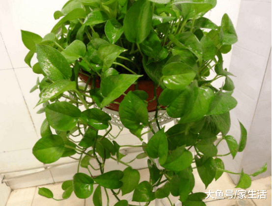 老花农都是这样养绿萝的，容易活又茂盛，盆盆都能长爆盆