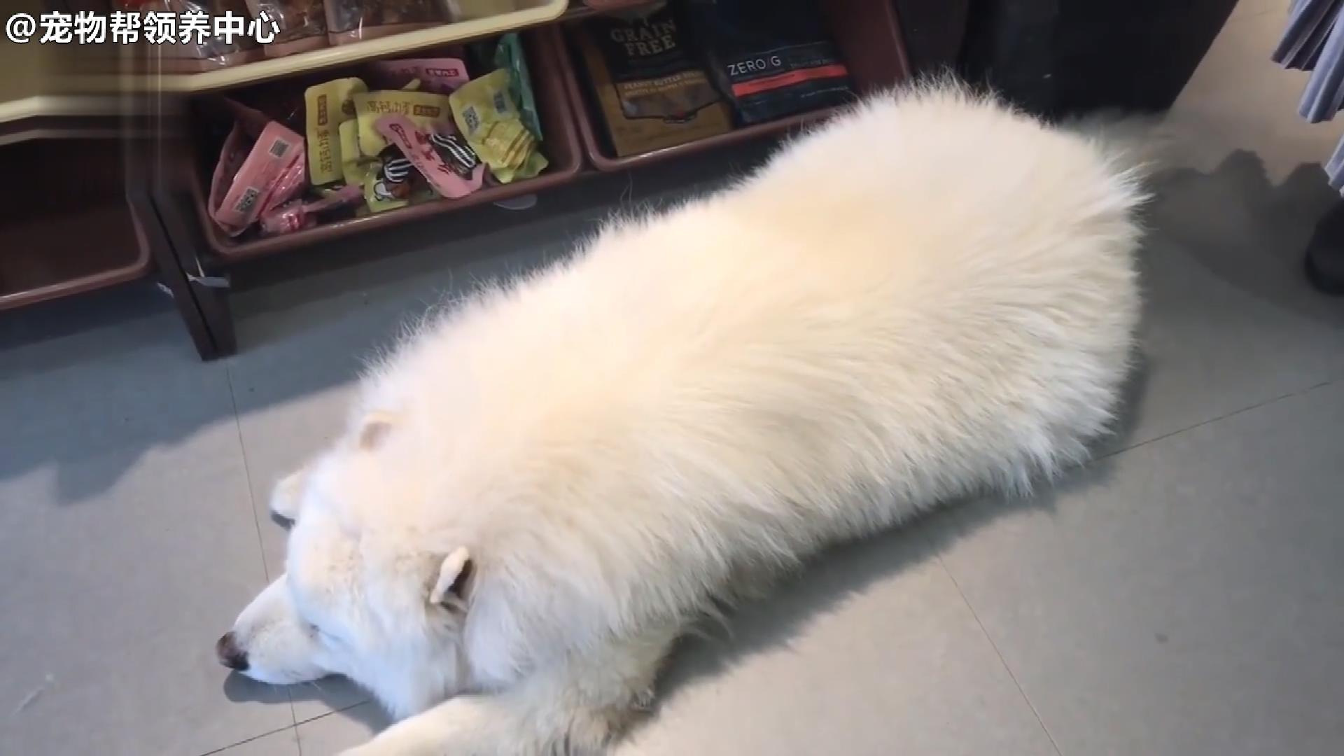 还在纵容它吃？！有些爷爷奶奶养大的狗真的不是“幸福肥”！