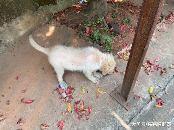 什么叫穷开心？金毛用行动告诉你，家里什么都没有依然开心