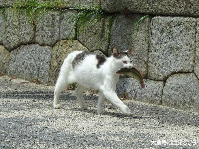 网吧老板养了只猫，结果每次来上网的人都喜欢坐在角落，单手撸猫