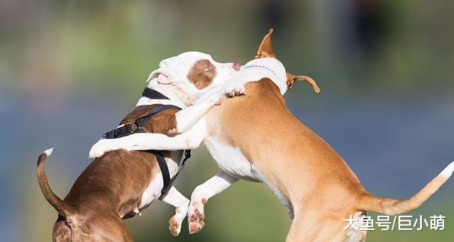 怎么教狗狗，几十年来变化超大，很多主人觉得训犬不应用暴力