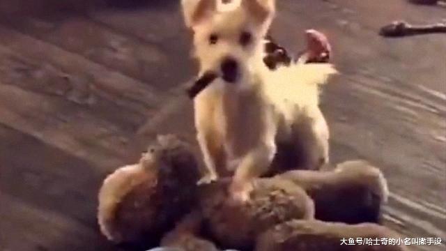 小土狗叼来一把刀站在泰迪熊身上, 啥意思, 你要对着头熊下手?