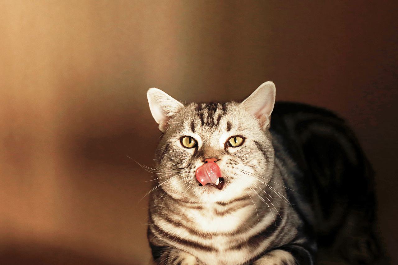 刚抱来十几天的猫，太小了该怎么养？这些方法让它健康成长