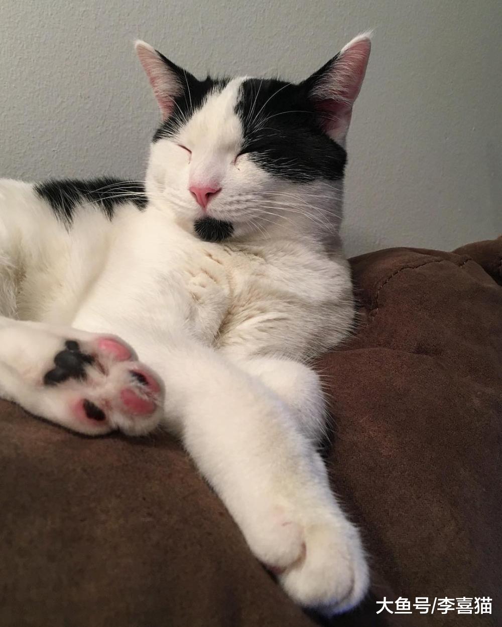 給貓咪定期剪指甲的最大意義不是防撓，而是避免指甲過長刺傷肉墊