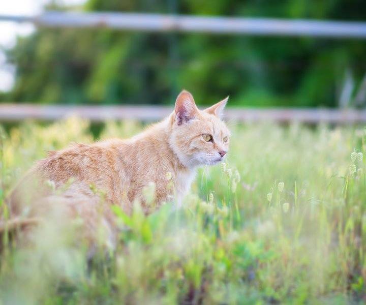 宠物猫和流浪猫：一扇门，却隔着两个世界