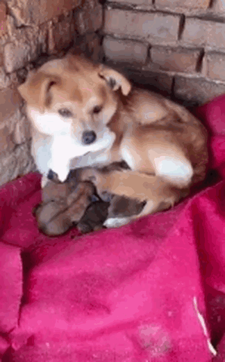 感人！小狗刚生下就夭折，狗妈妈不忍抛弃，一直把小狗叼在嘴里